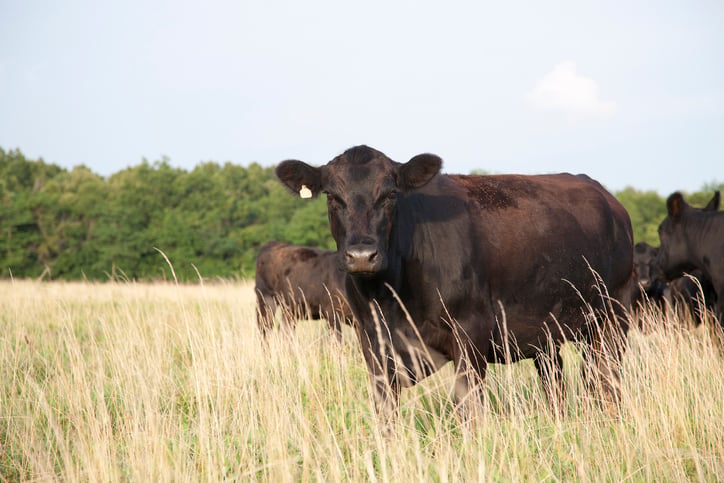 An angus cow looking at camera