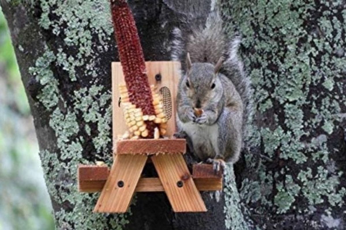 squirrel feeder