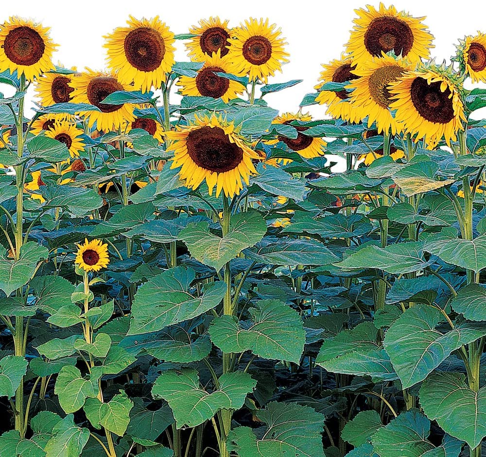 Burpee Sunforest Mix Sunflower Seeds 100 seeds