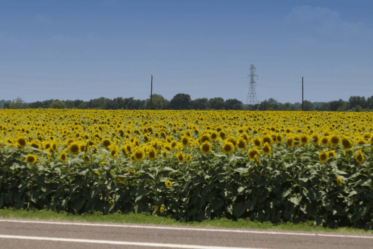 Texas Sunflower Field