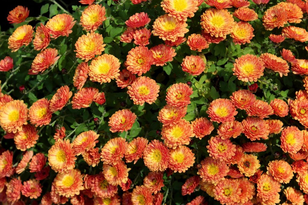 good luck flowers