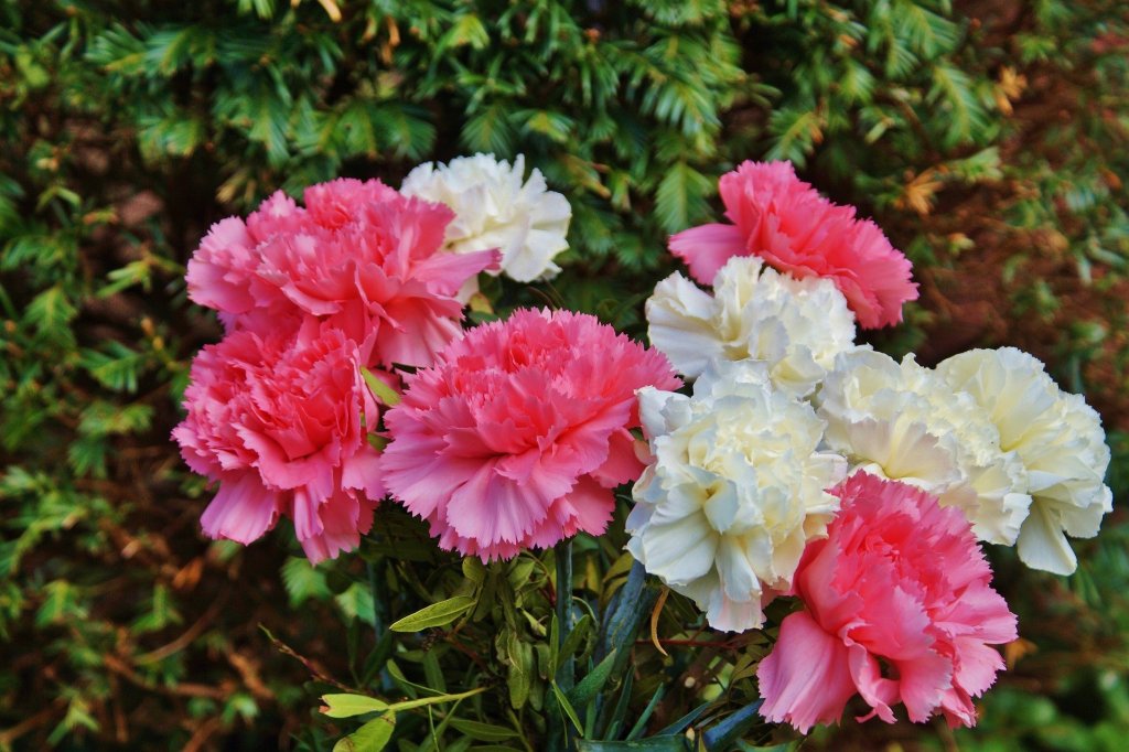 good luck flowers