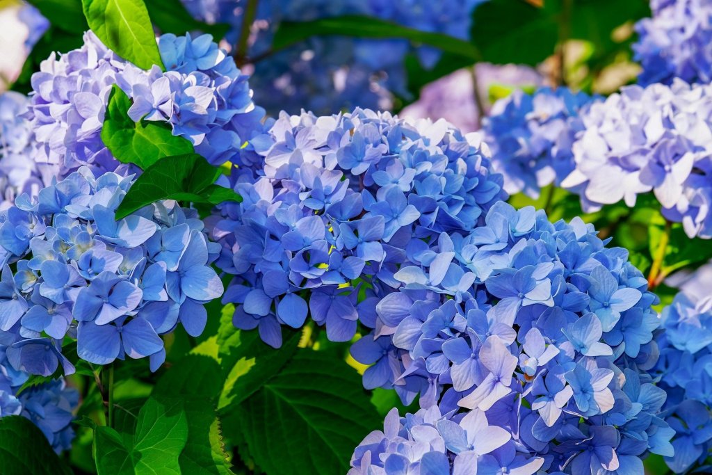 good luck flowers