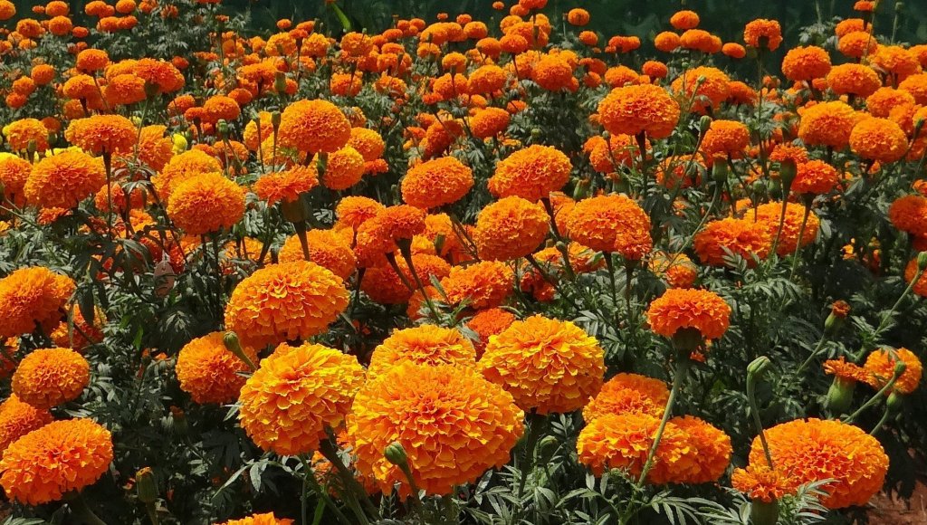 good luck flowers