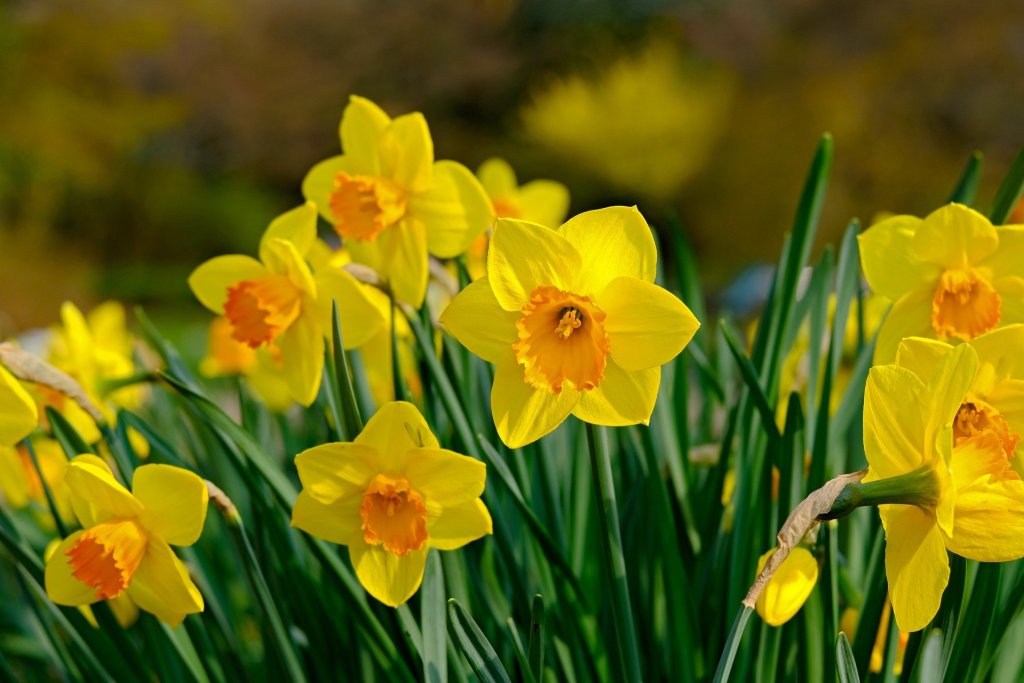 good luck flowers