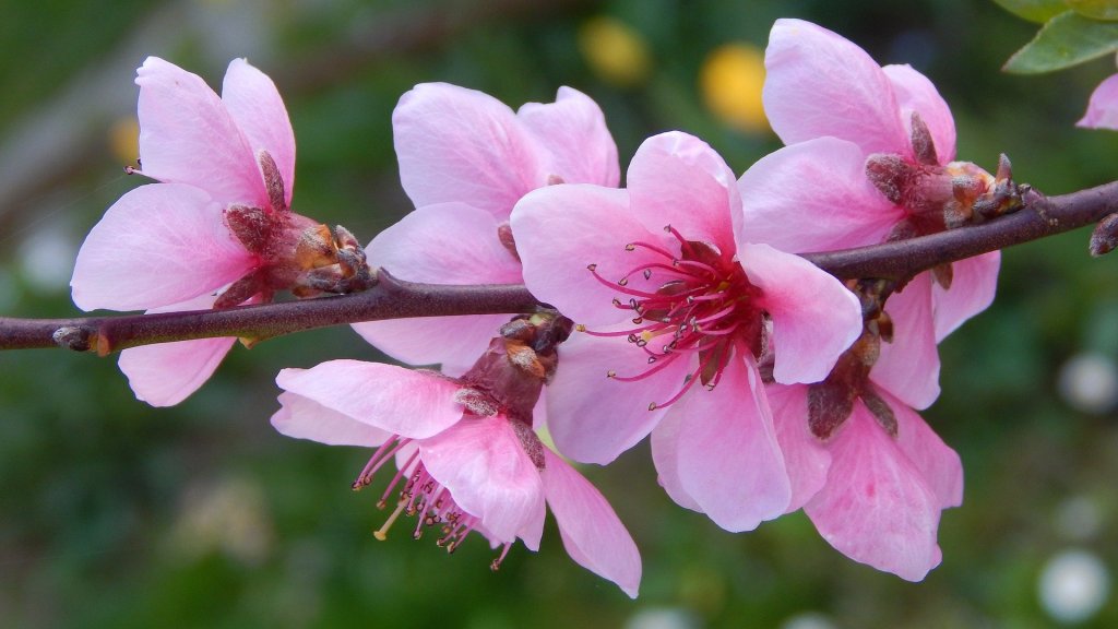 good luck flowers
