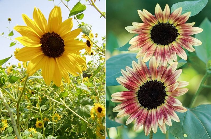 sunflowers