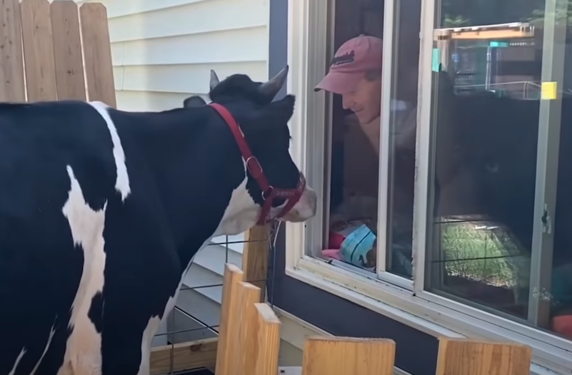 Cow hugs