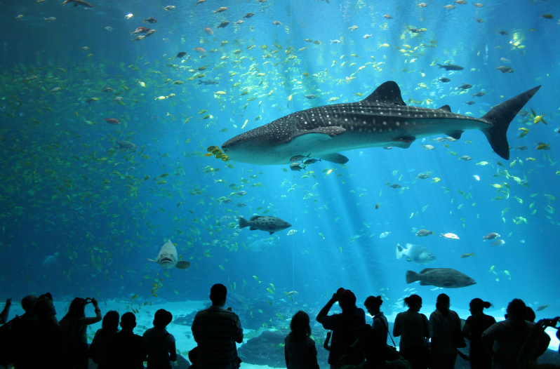 Georgia Aquarium