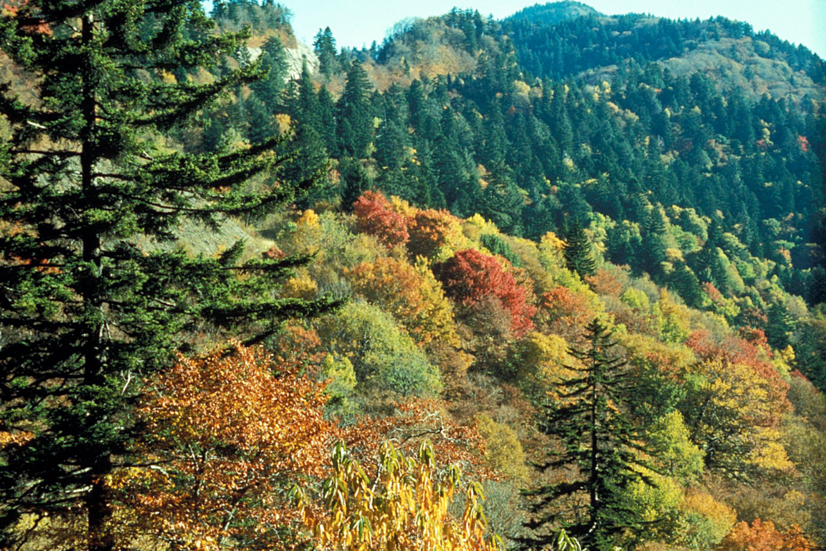 Tennessee Fall Foliage