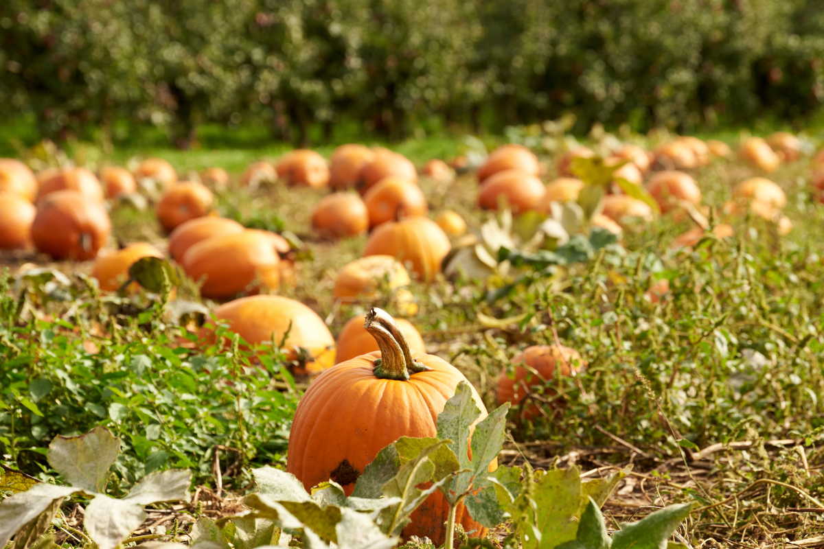 pumpkins in a field