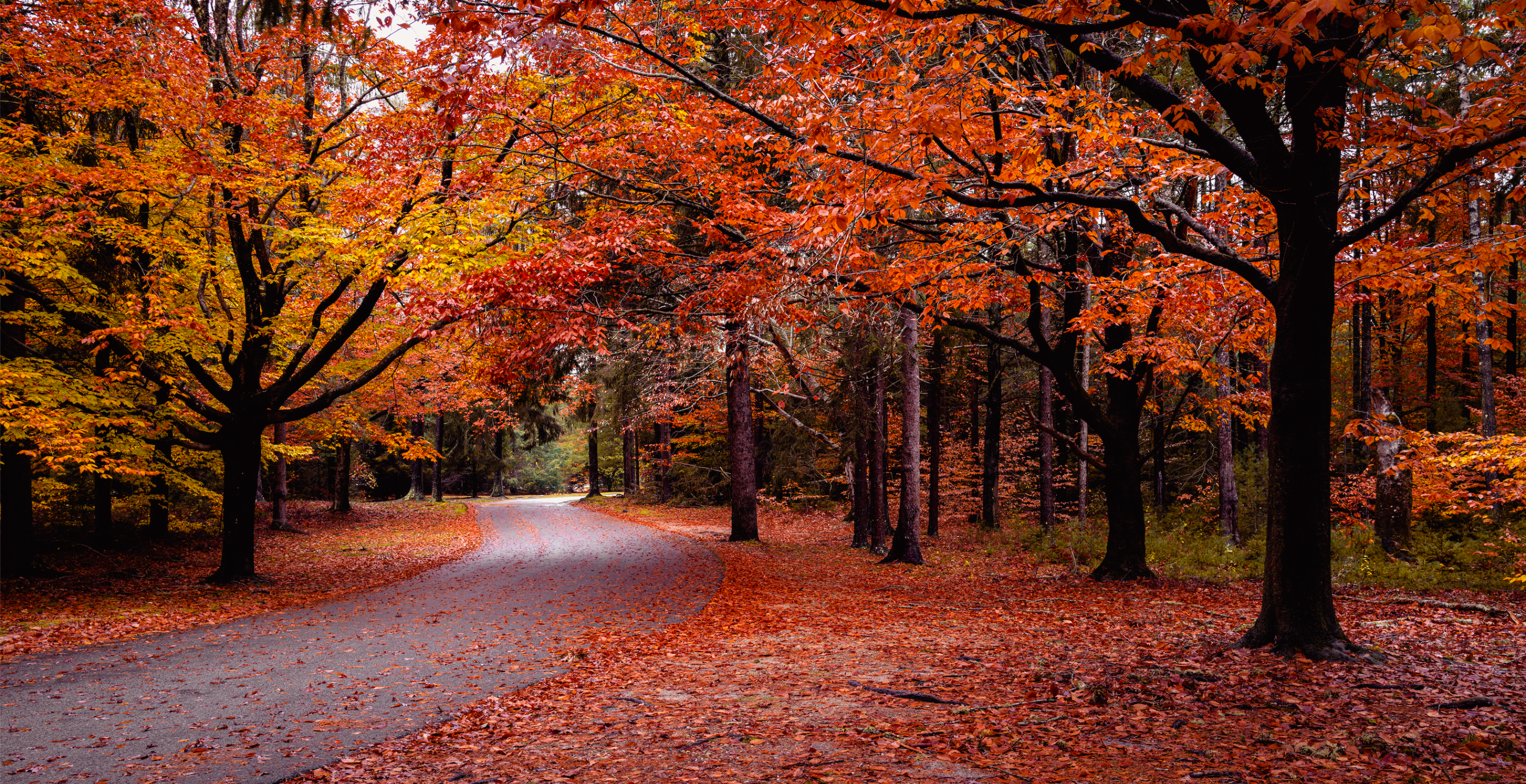 Vibrant warm colors of the trees in Good Will Park in Falmouth, Massachusetts in November. Tranquil nature walking themes with space for texts and designs.