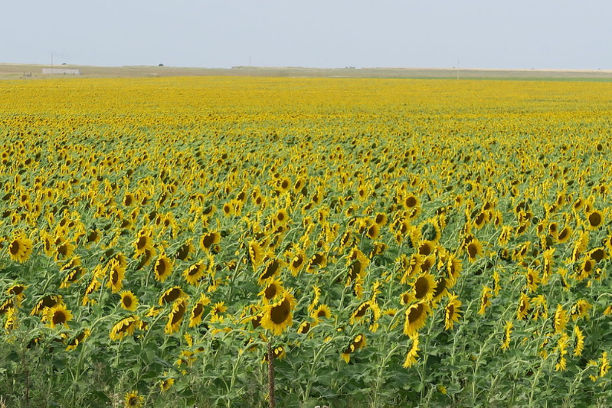 sunflower field near me