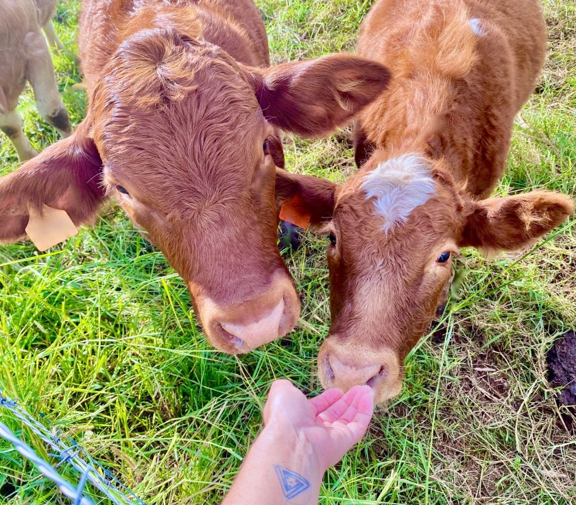 Petting a Country Cow 
