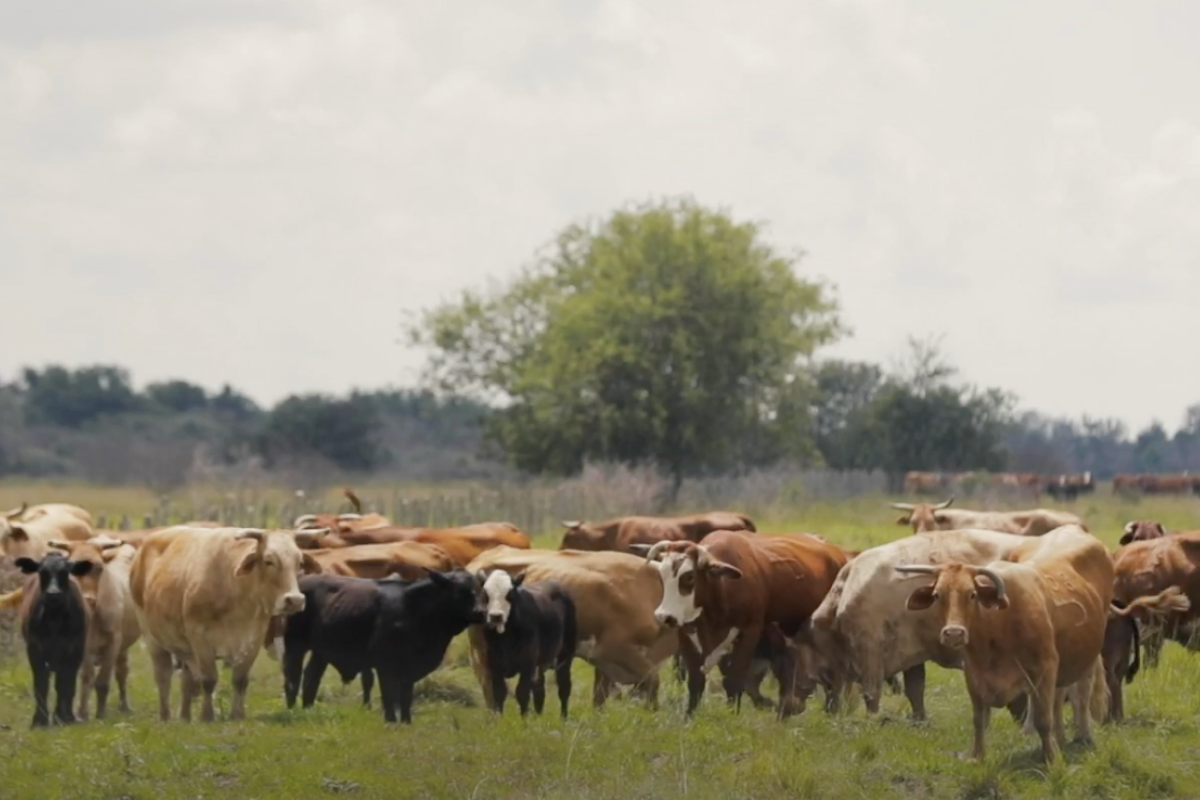 largest ranch in texas