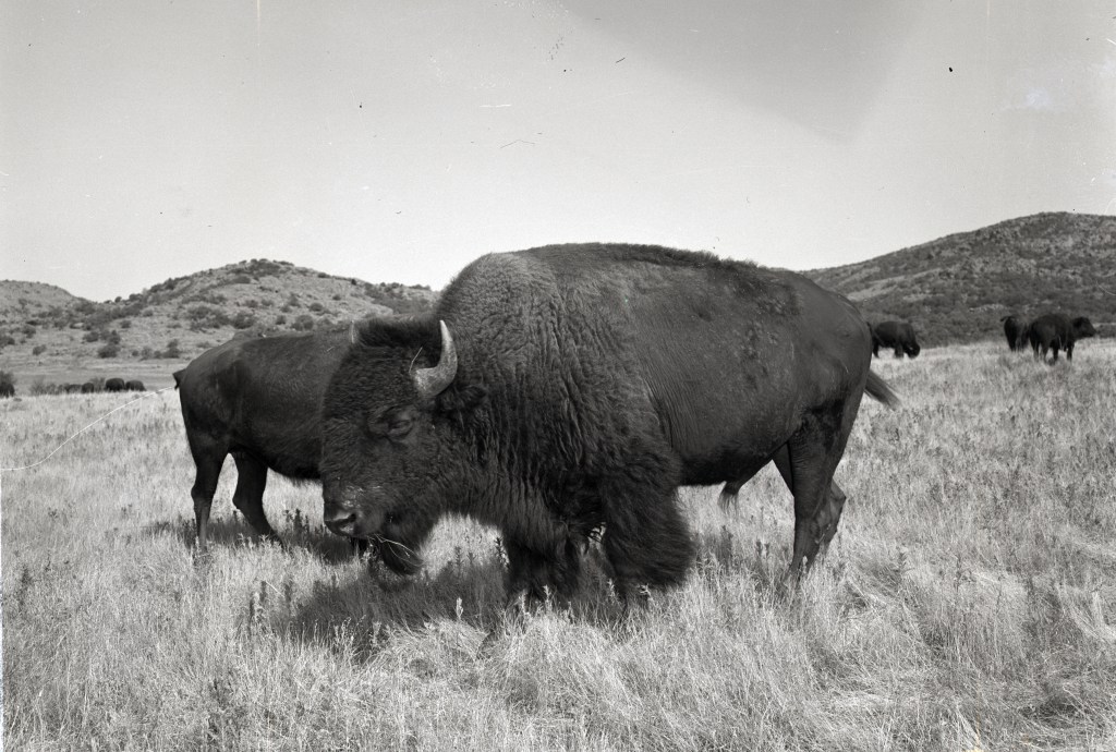 Buffalo in the Witchita Mountains wildlife refuge. A herd of 600 buffalo is maintained in this refuge along with 300 native loghorn cattle, 300 elk, and many deer and wild turkey..