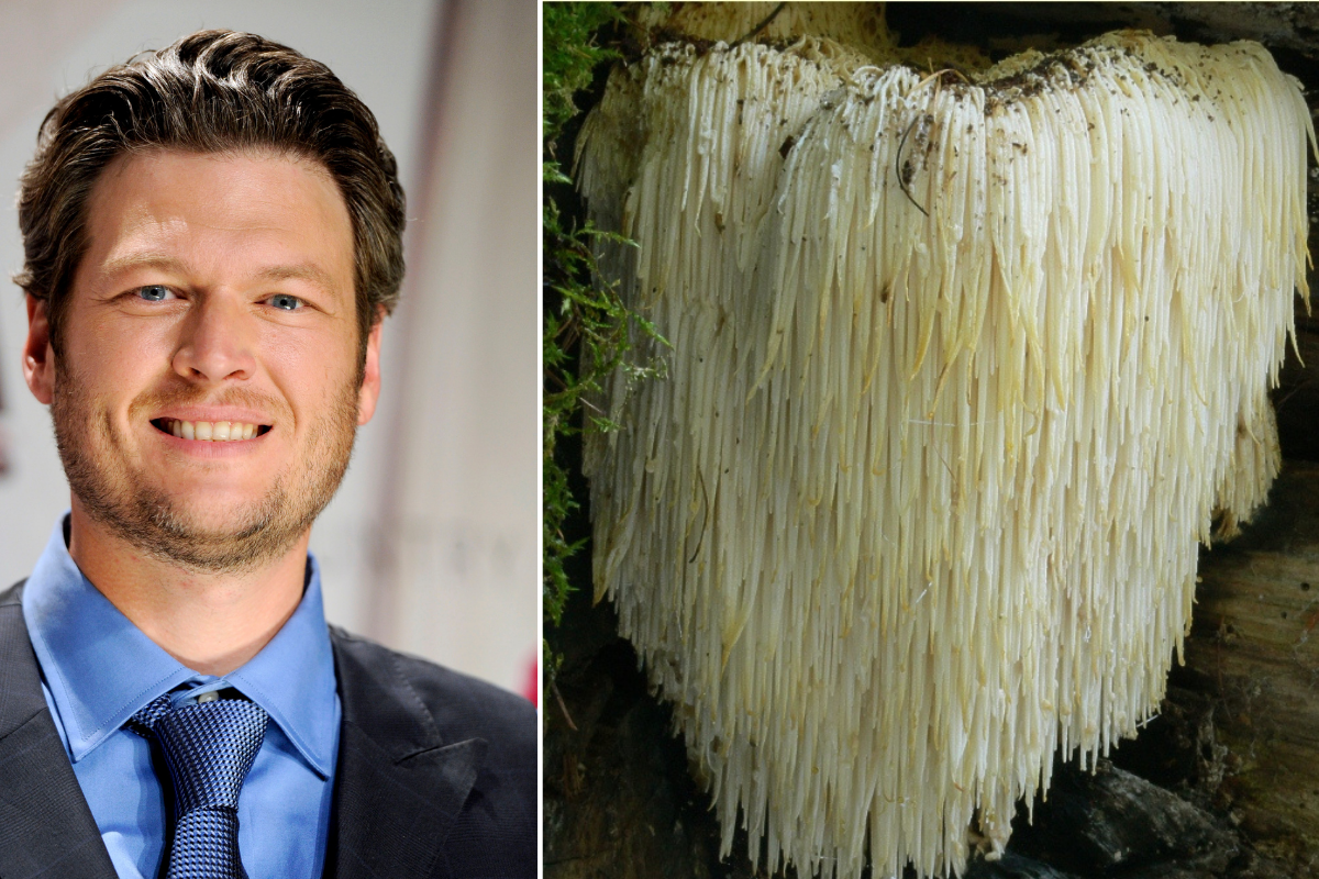 Blake Shelton Mushroom