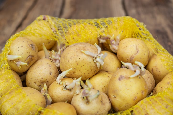 Closeup of seedlings of potatoes with sprouts in a plastic bag
