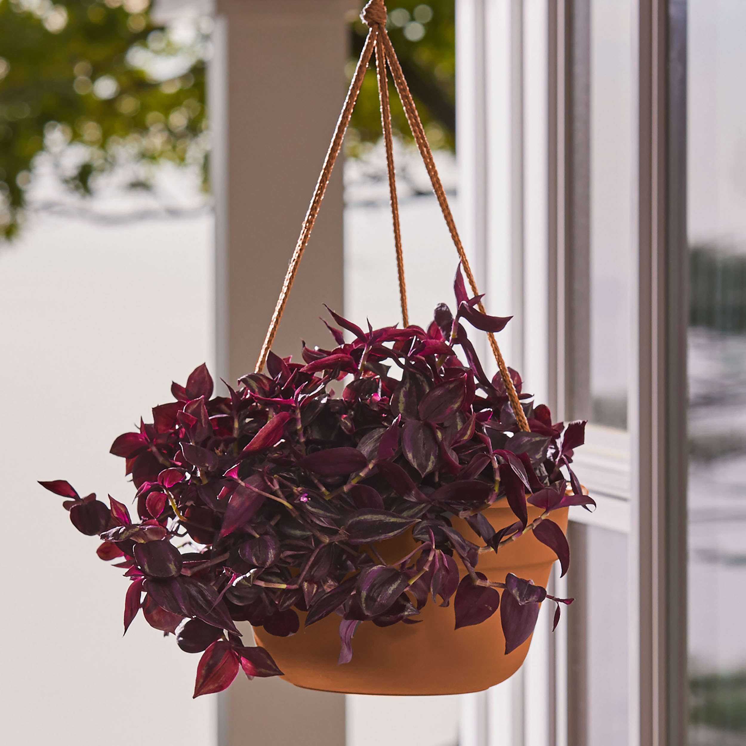 ceramic hanging planter