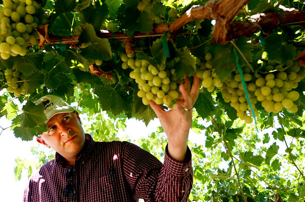 Jim Beagle CEO/Partner of the Grapery holds a Cotton Candy grape
