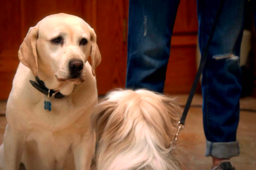 The Dog Who Saved Easter