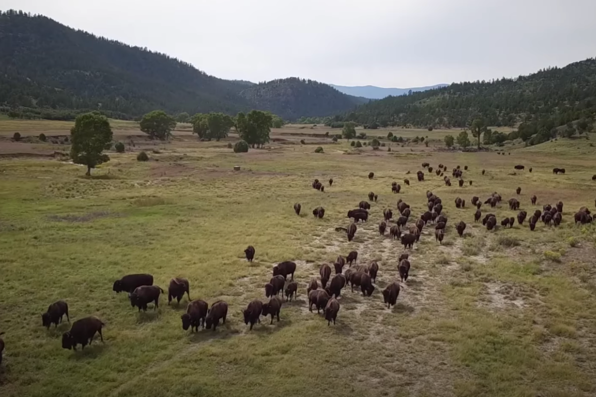 Aerial footage of buffalo running through Vermejo Park Ranch