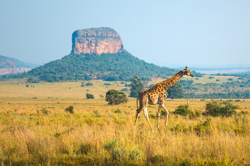 A giraffe walking in the african savannah of Entabeni Safari Wildlife Reserve with a butte geological rock formation in the background, Limpopo Province, South Africa.