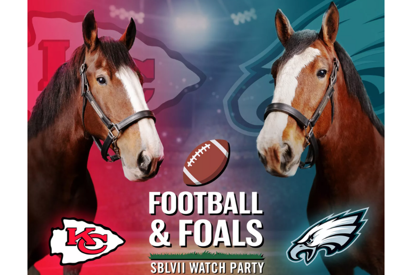 football & foals budweiser