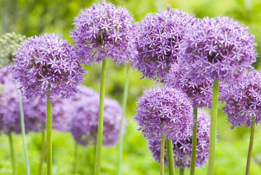 annuals vs perennials