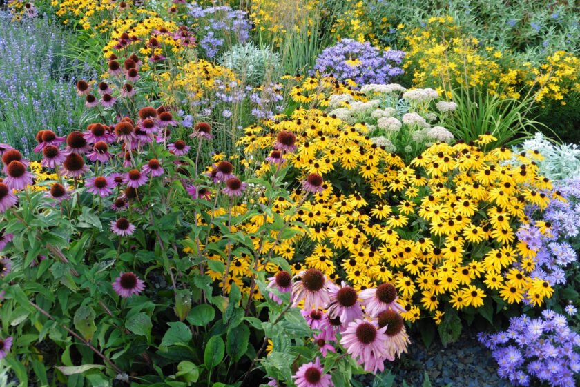 annuals vs perennials