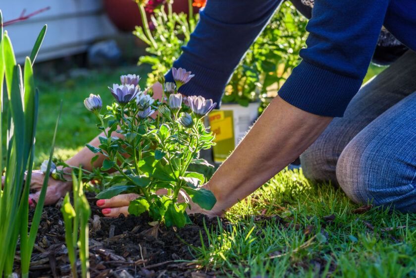 annuals vs perennials - Woman planting spring flowers in backyard in sunlight