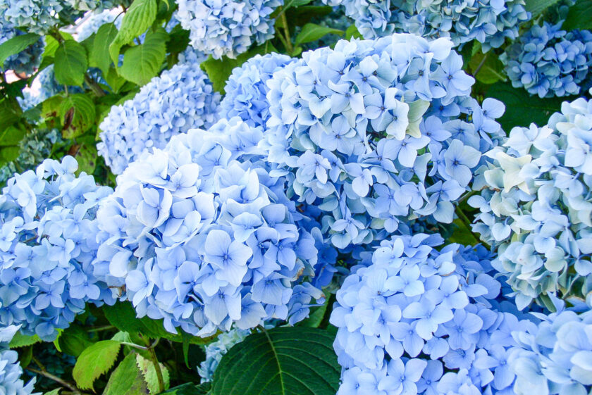 Blue Hydrangea background picture. Hydrangea is in full blooming