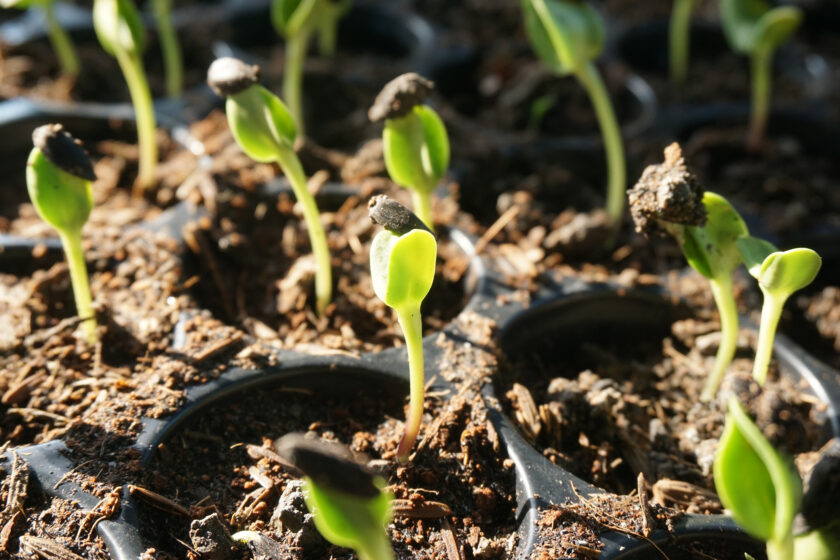Sunflower seedlings in nature garden