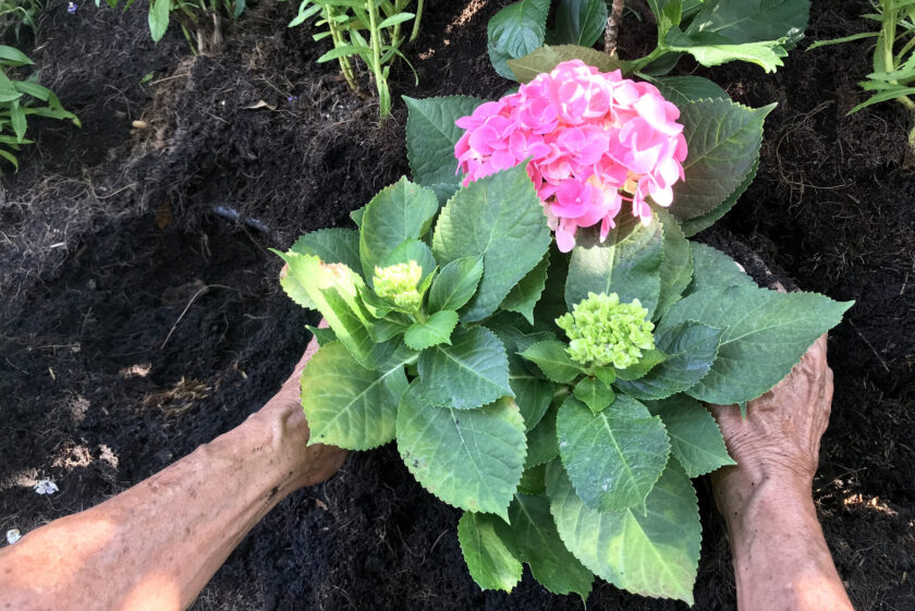 when to plant hydrangeas