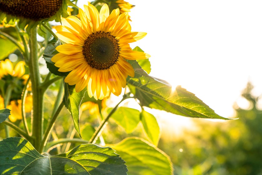 Sunflower natural background. Sunflower blooming.