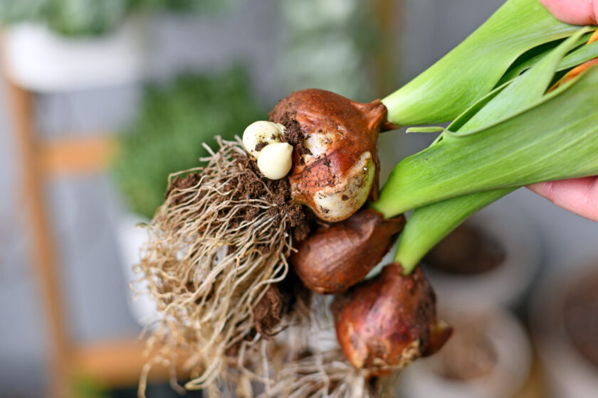 Large tulip flower bulbs with small offset bulbs