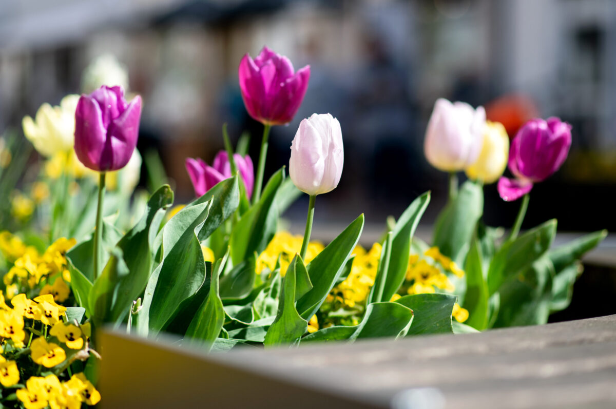 Tulips of various colors bloom in a flowerbed