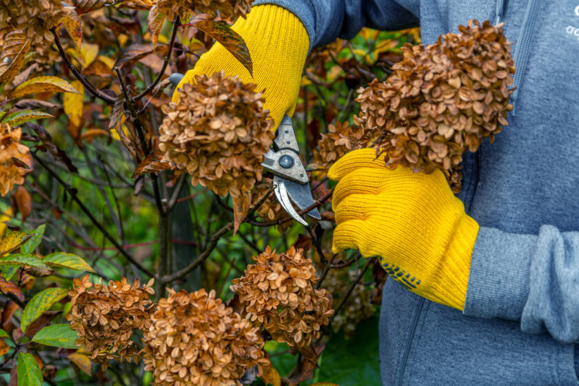 when to prune hydrangeas