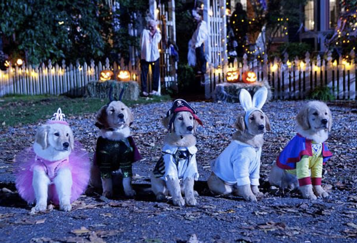 Puppies in Halloween costumes in Spooky Buddies (2011)