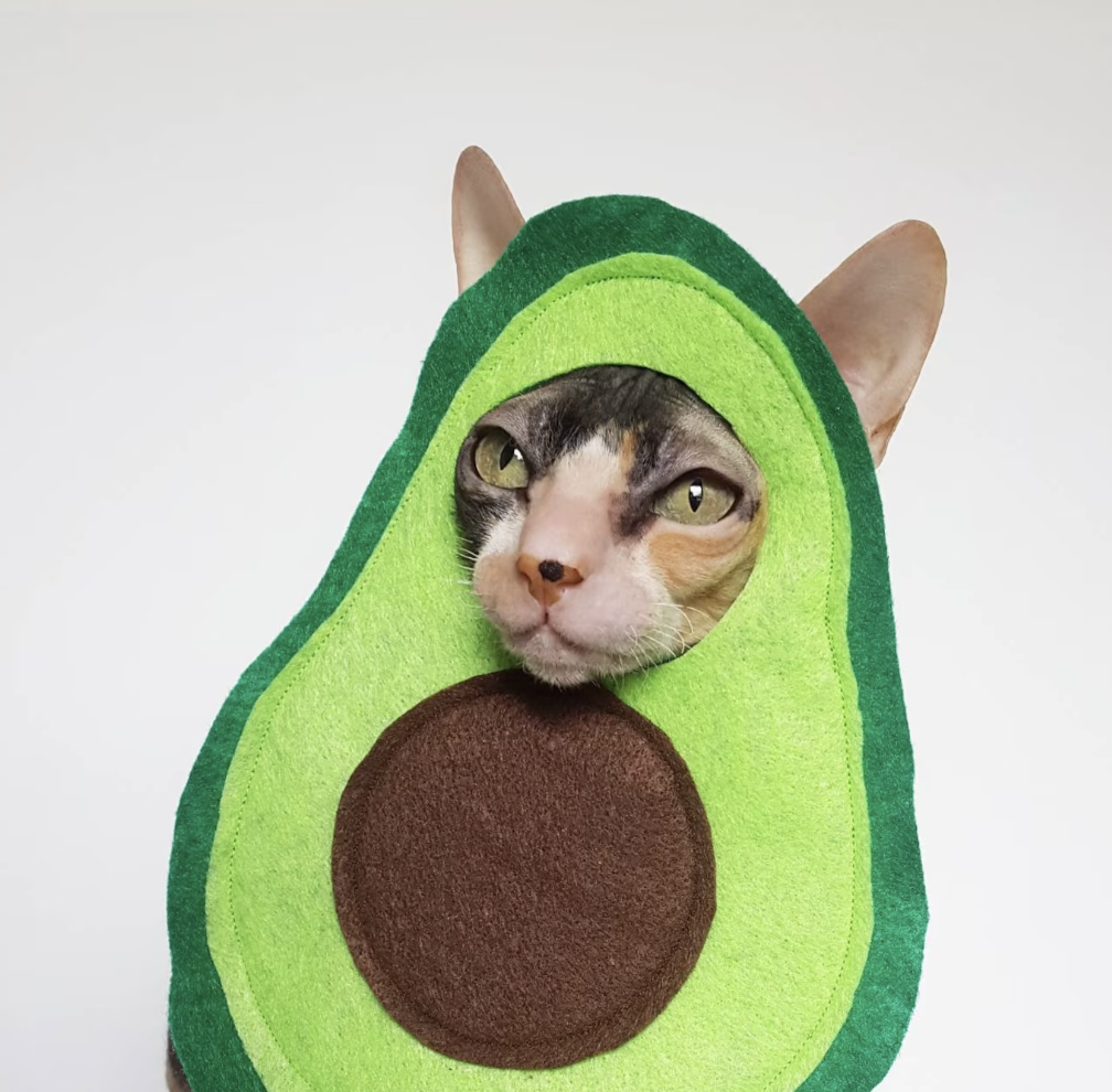 Cat in an avoado costume