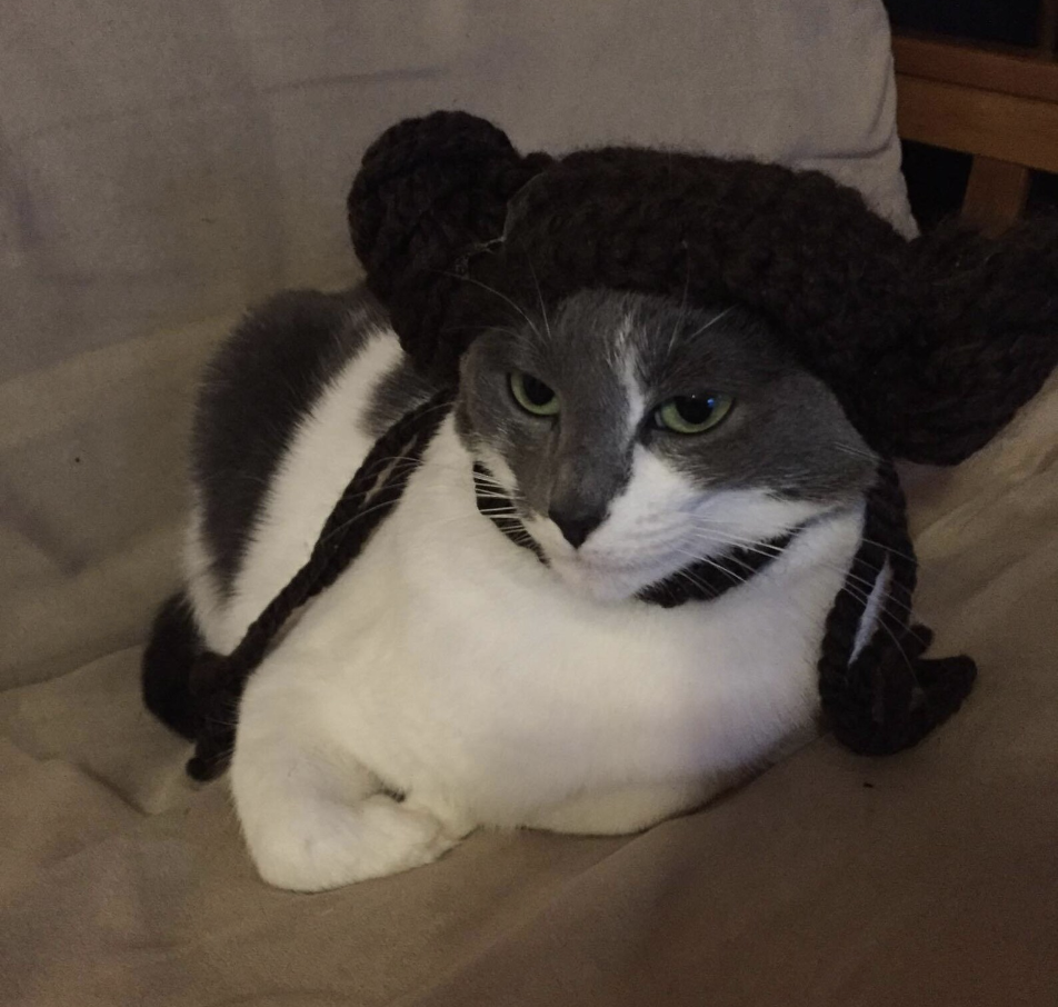 Cat in a Princess Leia costume