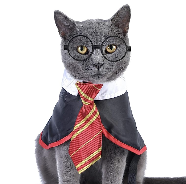 Cat in a Harry Potter costume