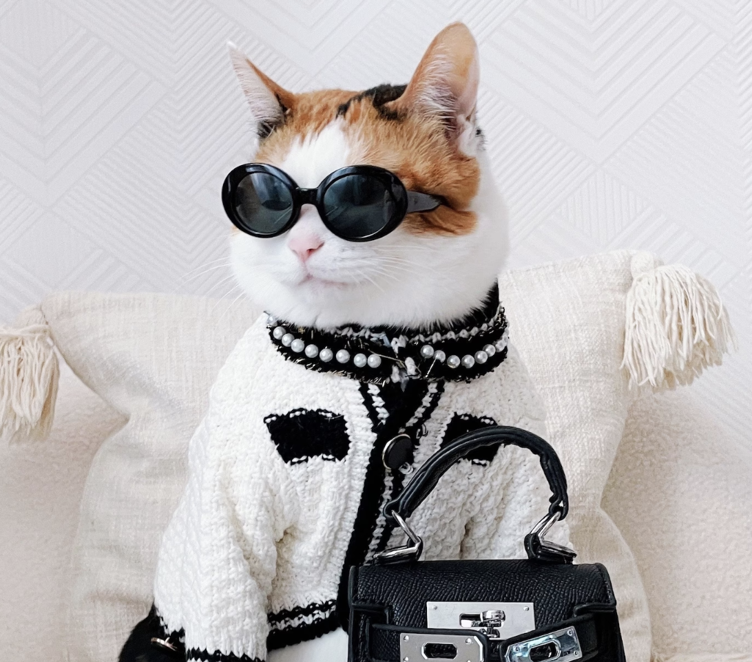 Cat in a dressy Halloween costume