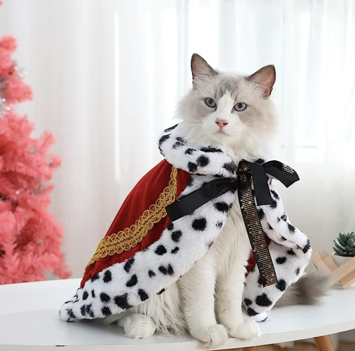 Cat dressed as a queen