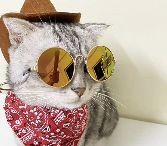 Cat dressed as a cowboy