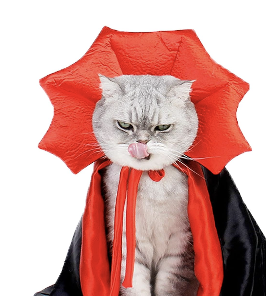 Cat dressed as a vampire
