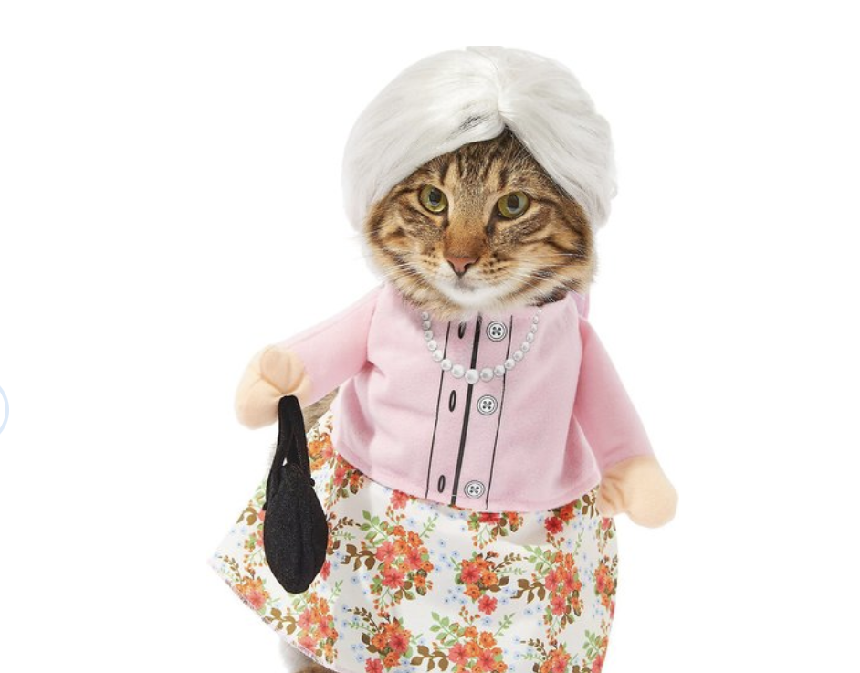 Cat dressed as a grandmother