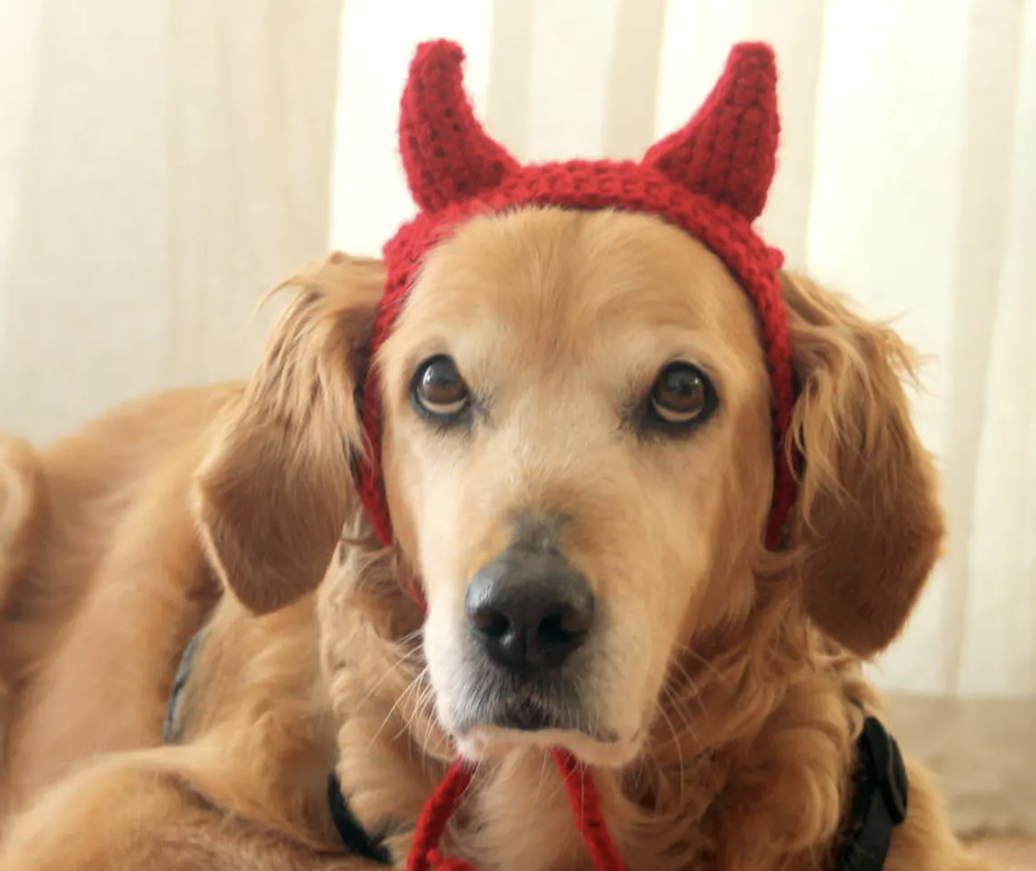 Dog dressed as a devil