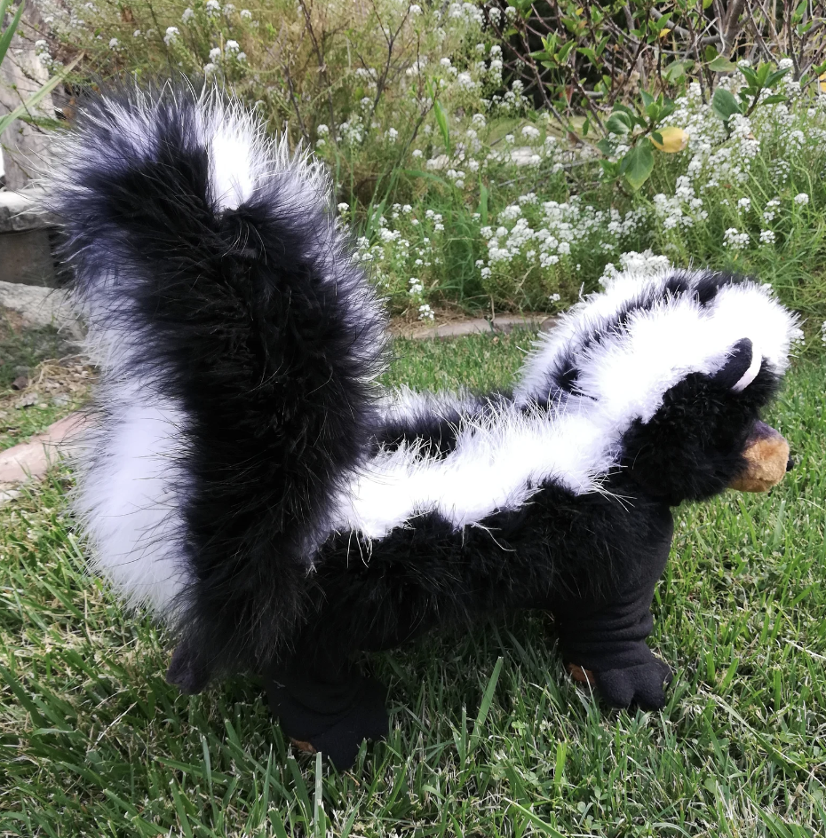 Dog dressed as a skunk