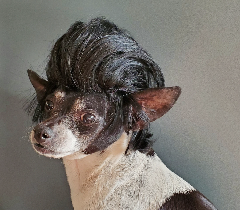 Dog in a John Travolta wig